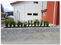 Sigve Kattevold Nordåker